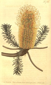 19th century scientific drawing of a Banksia Ericifolia flower