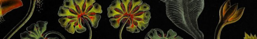 Inverted color image of a scientific illustration of plant parts.