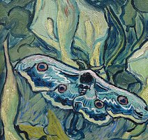 Detail of a moth painted by Van Gough.