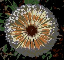 Posterized image of a banksia flower.