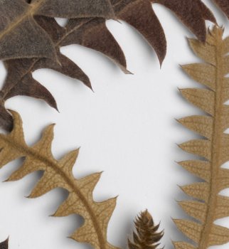 detail of banksia herbarium specimen
